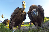 Griffon vulture (Gyps fulvus) looking at the camera, Spain