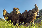 Griffon vulture (Gyps fulvus) displaying, Spain