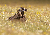 Black vulture ((Aegypius monachus) standing in a meadow, Spain