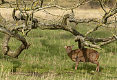 Muntjack deer (Muntiacus reevesi) standing under a tree, England