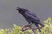 "Raven (Corvus corax) perched in a tree and calling, Spain