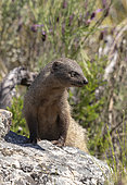 mongoose (Herpestes ichneumon) standing on a stone, Spain