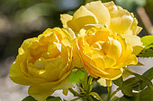 Rosa 'Amber Queen' Obtenteur : Harkness (GBR) 1984