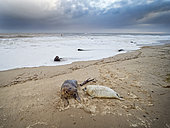 Grey Seal (Halichoerus grypus) mother and pup North Norfolk January