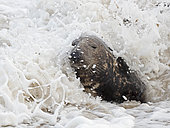 Grey Seal (Halichoerus grypus) bull in surf North Norfolk January