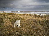 Grey Seal (Halichoerus grypus) pup North Norfolk January