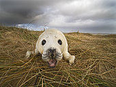 Grey Seal (Halichoerus grypus) pup North Norfolk January