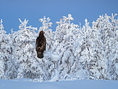 Golden Eagle (Aquila chrysaetos) northern Finland in mid winter