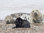 A very rare melanistic Grey Seal Halichoerus grypus pup Horsey Norfolk. Rarely photographed less than one in 400 pups born annually are melanistic, usually the pups are a creamy white in colour.