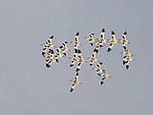 Avocets (Avocetta recurvirostra), wheel over over the scrape at Cley Norfolk Wildlife Trust Reserve in North Norfolk making a beautiful pattern in the sky.