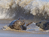 Grey Seal (Halichoerus grypus) male and female Horsey Norfolk.