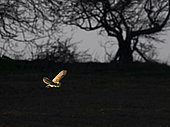 Barn Owl (Tito alba) hunts over a meadow close to Holt North Norfolk in warm spring like weather UK