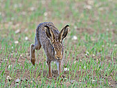 Brown Hare (Lepus europaeus) North Norfolk early spring