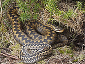 Common European Adder Vipera berus male and female warming up in sun trap on heath Holt North Norfolk April