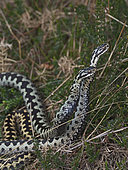 Common European Adder (Vipera berus) two males fighting over a female known as an Adder dance. A male will try and push the rival male ro the ground as they twist and rise together. Holt North Norfolk April