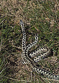 Common European Adder (Vipera berus) two males fighting over a female known as an Adder dance. A male will try and push the rival male ro the ground as they twist and rise together. Holt North Norfolk April