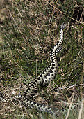 Common European Adder (Vipera berus) two males fighting over a female known as an Adder dance. A male will try and push the rival male ro the ground as they twist and rise together. Holt North Norfolk April