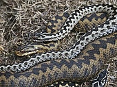 Common European Adder (Vipera berus) male guarding female prior to mating on heath Holt North Norfolk April