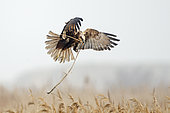 Western Marsh Harrier (Circus aeruginosus) female bringing in nest material in reedbed, North Norfolk, early spring