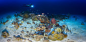 150 million pixel panoramic view of a coral potato per 40 meters deep at the north pass, Mayotte