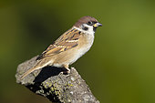 Tree Sparrow (Passer montanus), side view of an adult perched on a branch, Campania, Italy