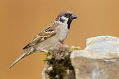 Tree Sparrow (Passer montanus), perched on a rock, Campania, Italy