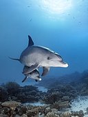 Bottlenose dolphins (Tursiops truncatus), dam with calf, swimming in shallow water over coral reef in sunshine, Red Sea, Egypt, Africa