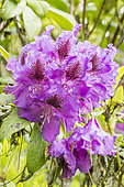 Rhododendron 'Blue Boy'