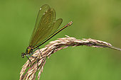 Beautiful demoiselle (Calopteryx virgo) female on the lookout over a clear stream, Creuse, France