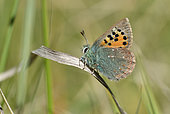 Provence hairstreak (Tomares ballus) imago, butterfly extremely rare in France where it is limited to some stations of Gard