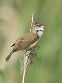 Great Reed Warbler (Acrocephalus arundinaceus) Adult male singing, Coto Donana National Park, Spain