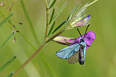 Forester (Adscita sp.) Species determination requires dissection, Imago foraging a fabaceae flower in a meadow, Creuse, France