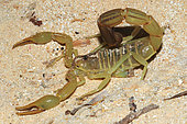 Yellow Fat Tail Scorpion (Androctonus australis) on sand, Mauritania