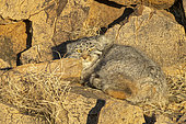 Pallas's cat (Otocolobus manul), resting, lying down, Steppe area, East Mongolia, Mongolia