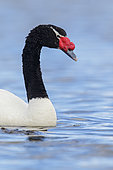 Black-necked Swan (Cygnus melancoryphus), Patagonia, Chile