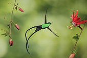 Black-billed Streamertail (Trochilus scitulus) male flying, Jamaica