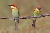 Chestnut-headed Bee-eater (Merops leschenaulti) expelling chitin, Penang, Malaysia
