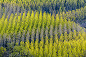 Plantings of Black Poplars (Populus nigra) in spring foliage, Savoie, France