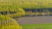 Plantings of Black Poplars (Populus nigra) in spring foliage, Savoie, France