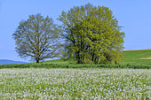 Dandelions (Taraxacum officinale) in full fructification in a meadow with trees, Seyssel, Haute-Savoie, France