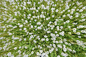 Dandelions (Taraxacum officinale) in full fructification in a meadow, Seyssel, Haute-Savoie, France