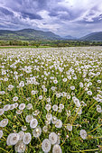 Dandelions (Taraxacum officinale) in full fructification in a meadow under a stormy sky, Seyssel, Haute-Savoie, France