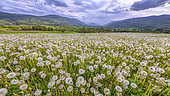 Dandelions (Taraxacum officinale) in full fructification in a meadow under a stormy sky, Seyssel, Haute-Savoie, France