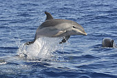 Bottlenose dolphin (Tursiops truncatus). Juvenile playing and jumping on surface. Tenerife, Canary Islands.
