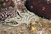 Calcium carbonate and ammonia present in the detritus of sea cucumbers help to form the skeletons of coral organisms and fertilize the seabed. Coton spiner (Holothuria sanctori). Marine invertebrates of the Canary Islands, Tenerife.