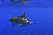 Atlantic blue marlin (Makaira nigricans). Tenerife, Canary Islands.