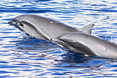 Fraser's Dolphin (Lagenodelphis hosei). Tenerife, Canary Islands.
