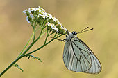 Black-veined White (Aporia crataegi) imago resting semi-transparent wings, Creuse, France