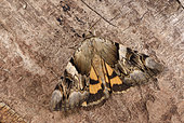 Lychénée jaune (Catocala fumminea) Imago exhibant ses ailes postérieures colorées en signe d'avertissement, Berry, France