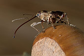 Charançon des noisettes (Curculio nucum) Imago sur une noisette, Parasite des noisettes, Bretagne, France
